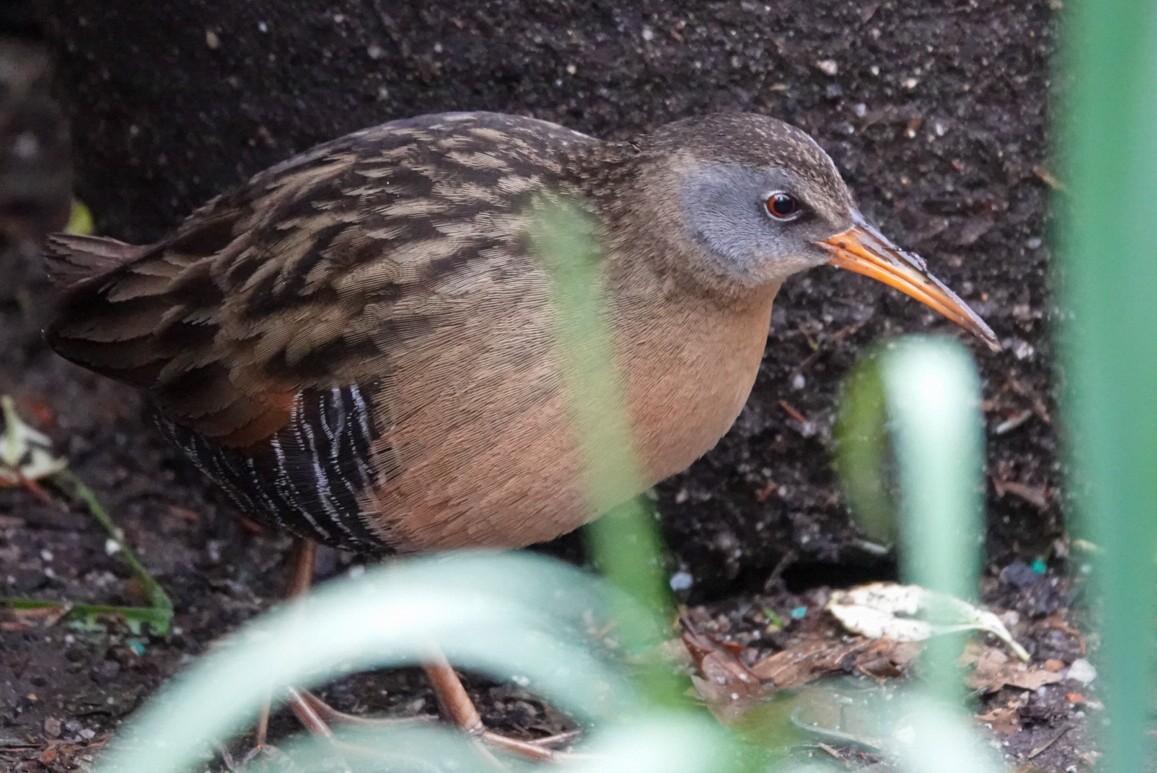 Virginia Rail - ML617185680