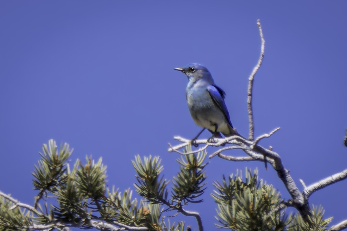 Mountain Bluebird - ML617185689