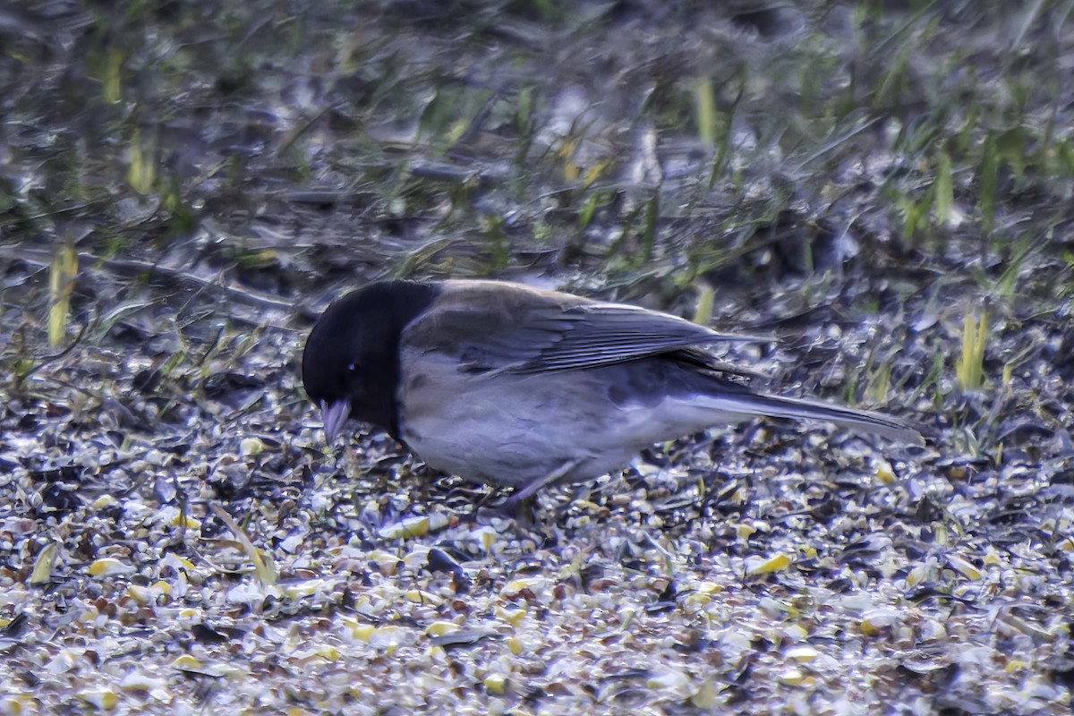 Junco ardoisé - ML617185698