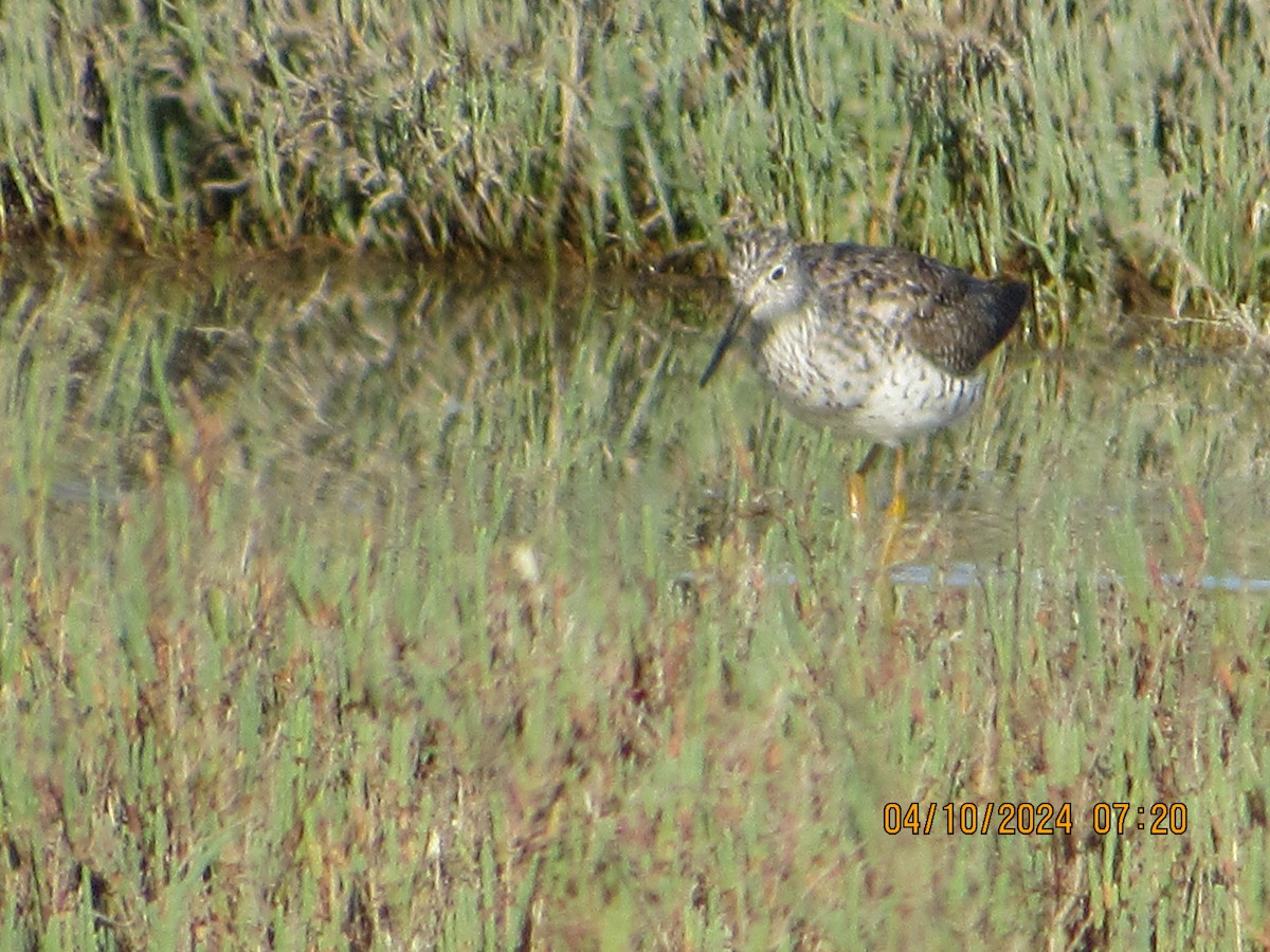 Greater Yellowlegs - ML617185699