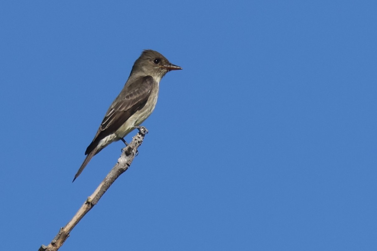 Olive-sided Flycatcher - ML617185712