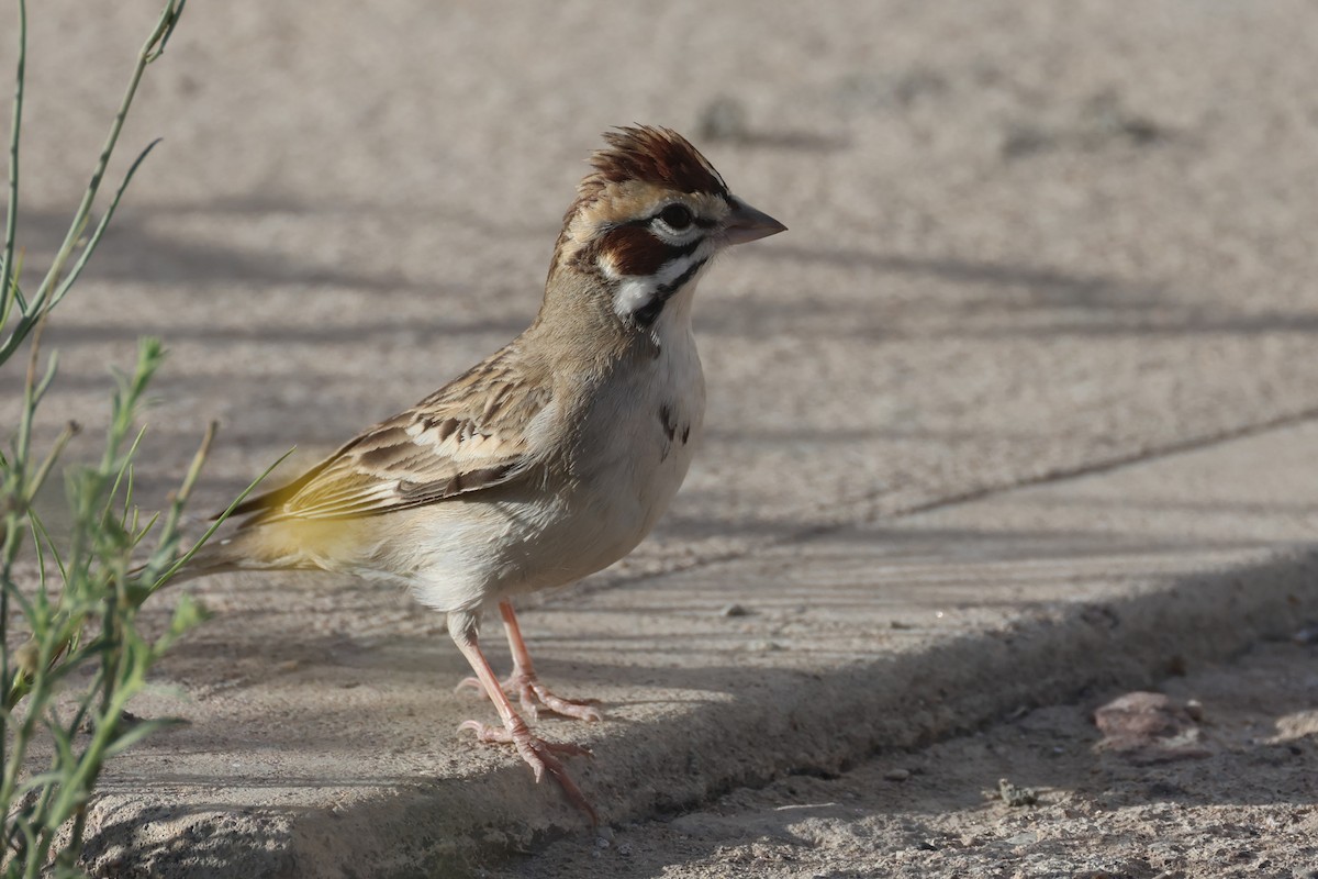 Lark Sparrow - ML617185726