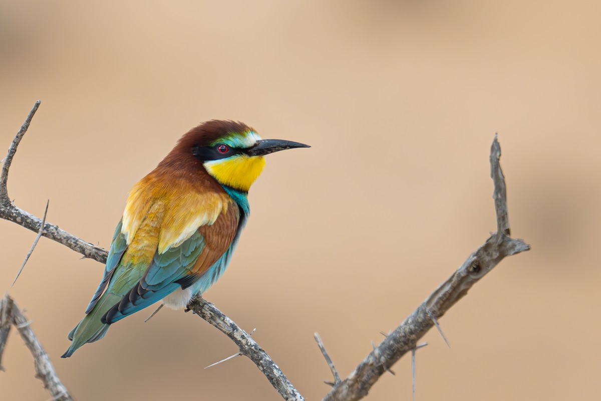 European Bee-eater - Uriel Levy