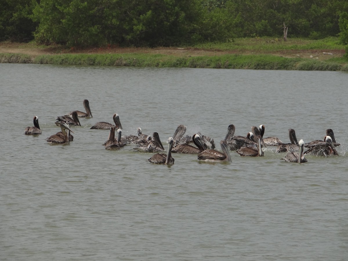 Brown Pelican - ML617185757