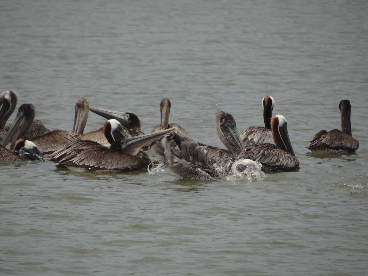 Brown Pelican - ML617185758