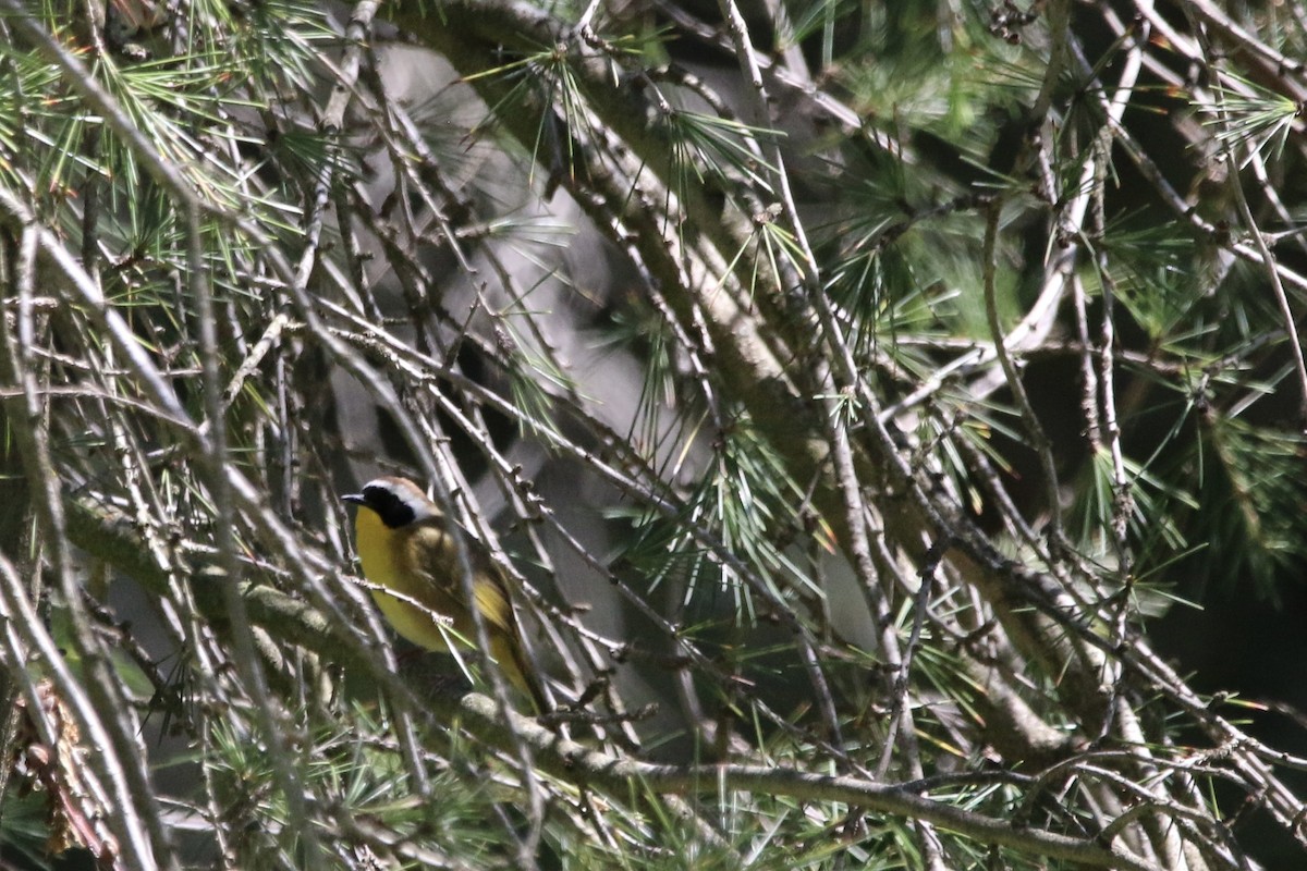 Common Yellowthroat - ML617185764