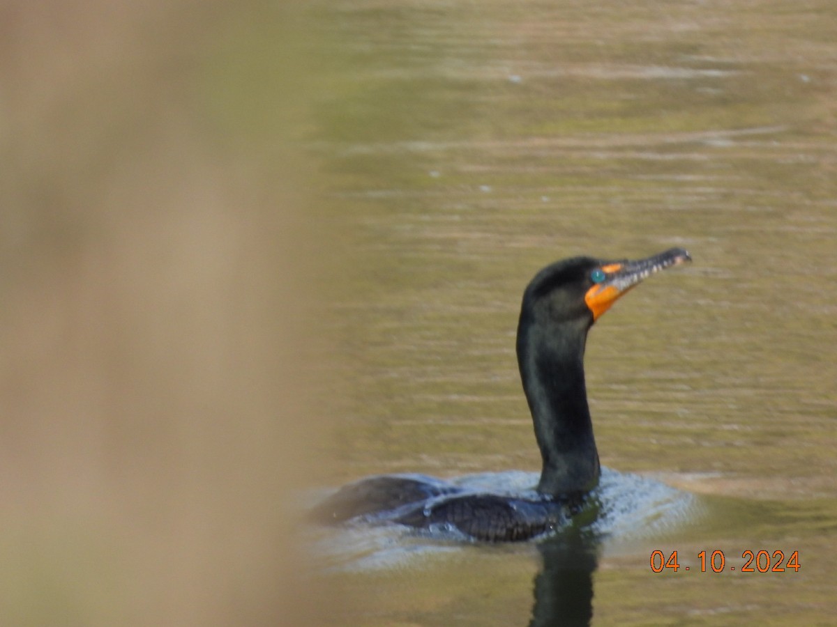 Double-crested Cormorant - Pamela Fisher