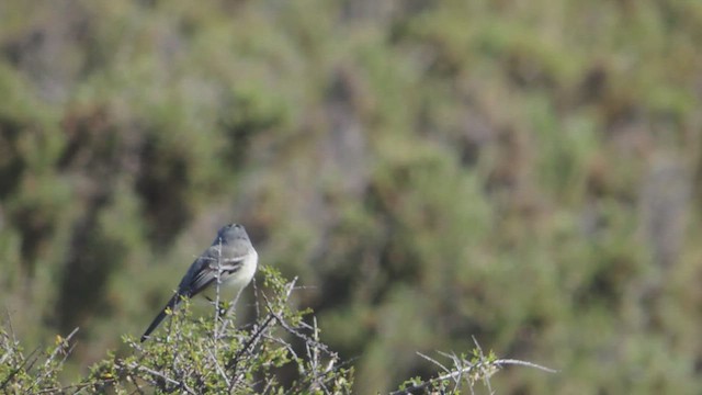 White-crested Tyrannulet (Sulphur-bellied) - ML617185828