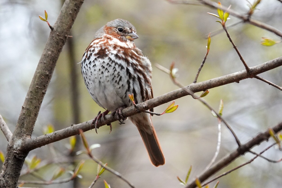 Fox Sparrow - ML617185830