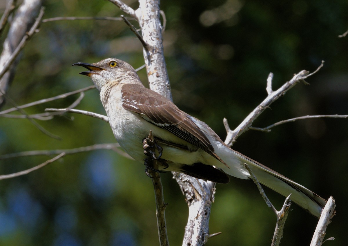 Northern Mockingbird - ML617185839