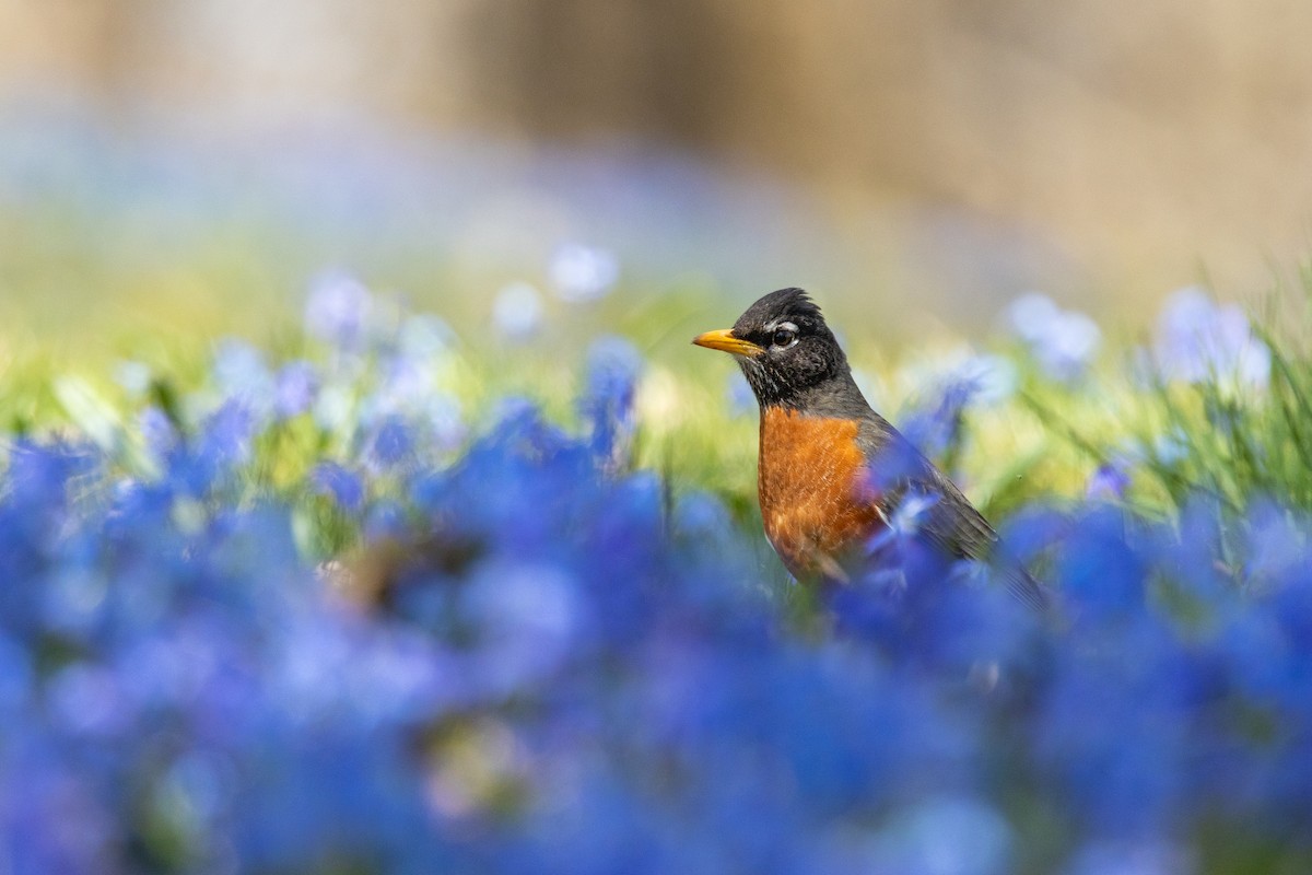 American Robin - R Brodell