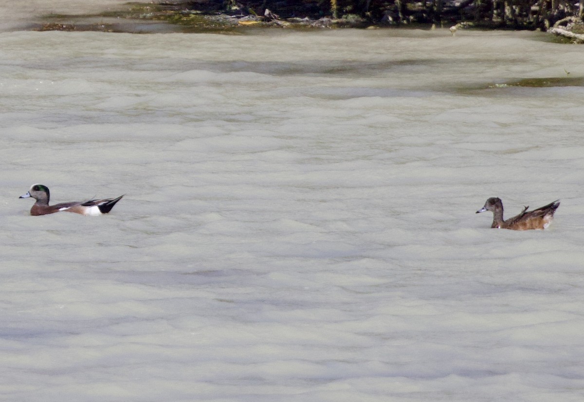 American Wigeon - ML617185852