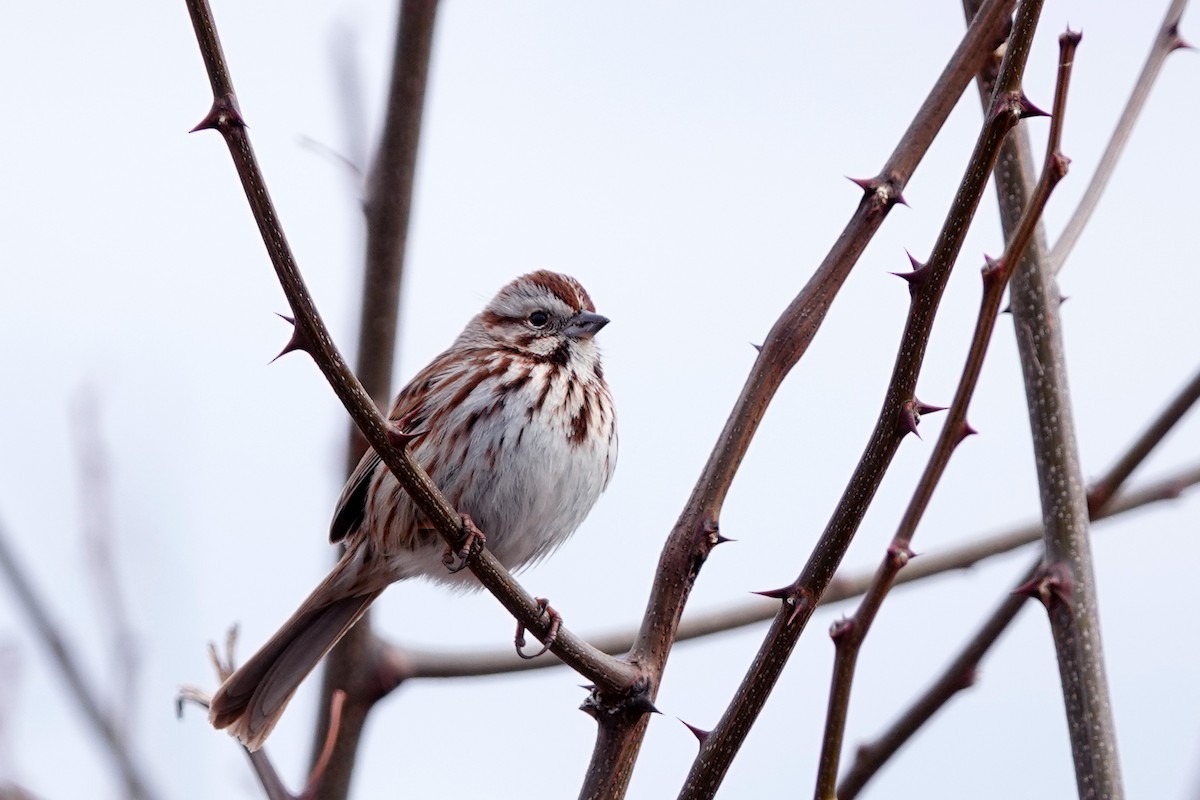 Song Sparrow - ML617185929