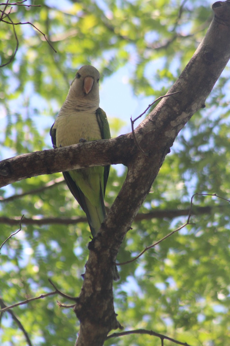 Monk Parakeet - ML617185968