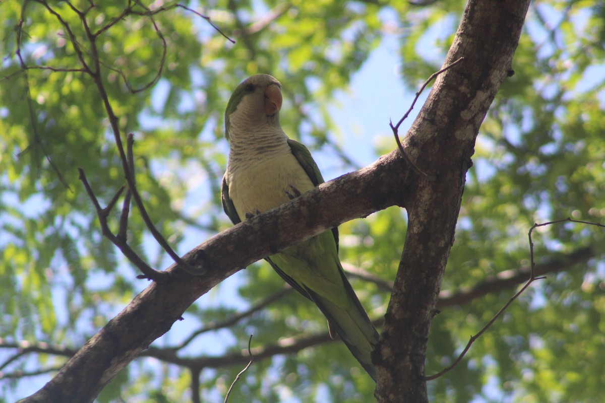 Monk Parakeet - ML617185969