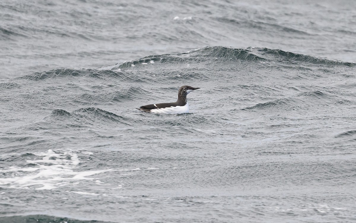 Common Murre - Sean Sime