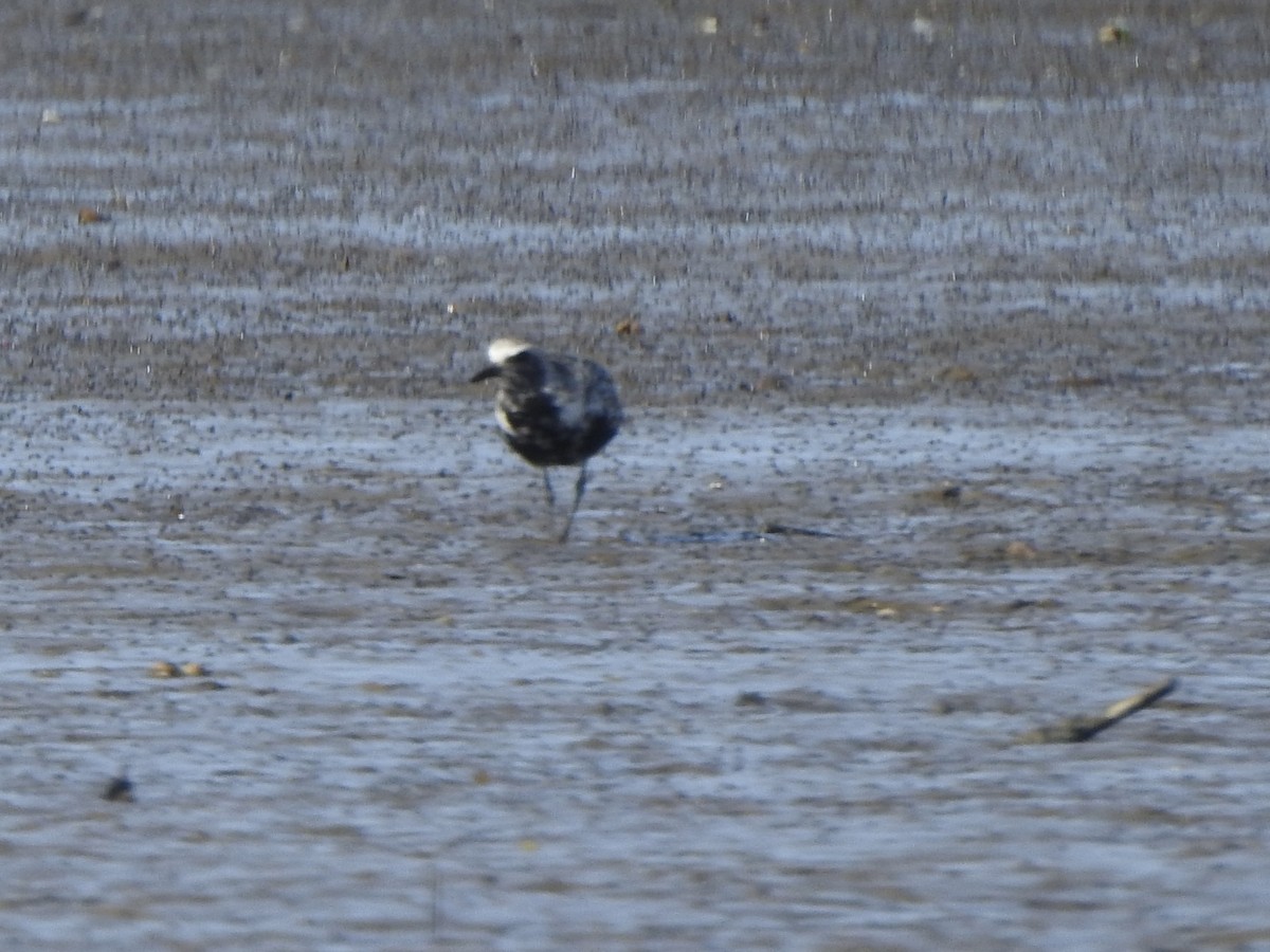 Black-bellied Plover - Dan Stoker