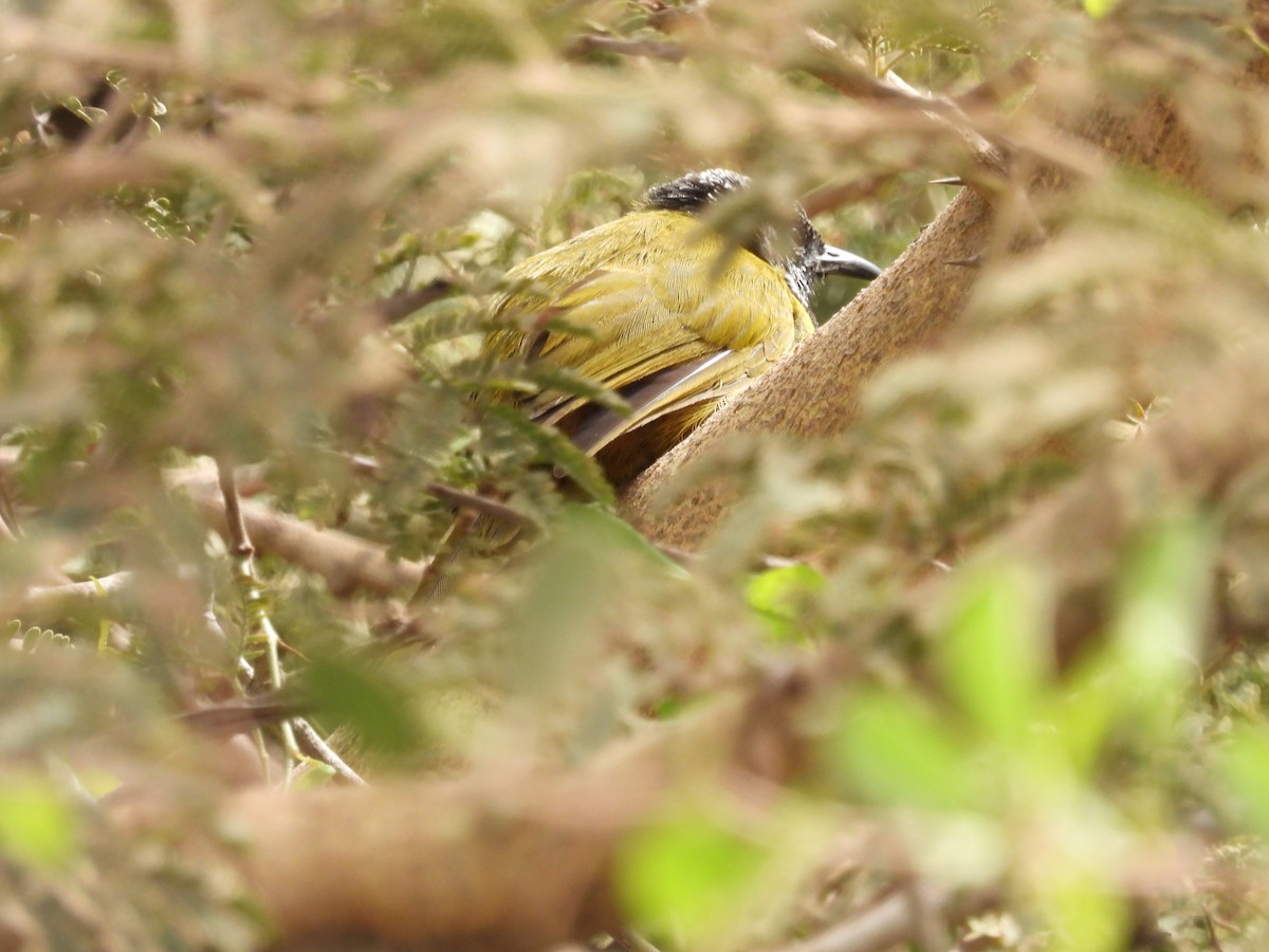 Oriole Warbler - ML617186034