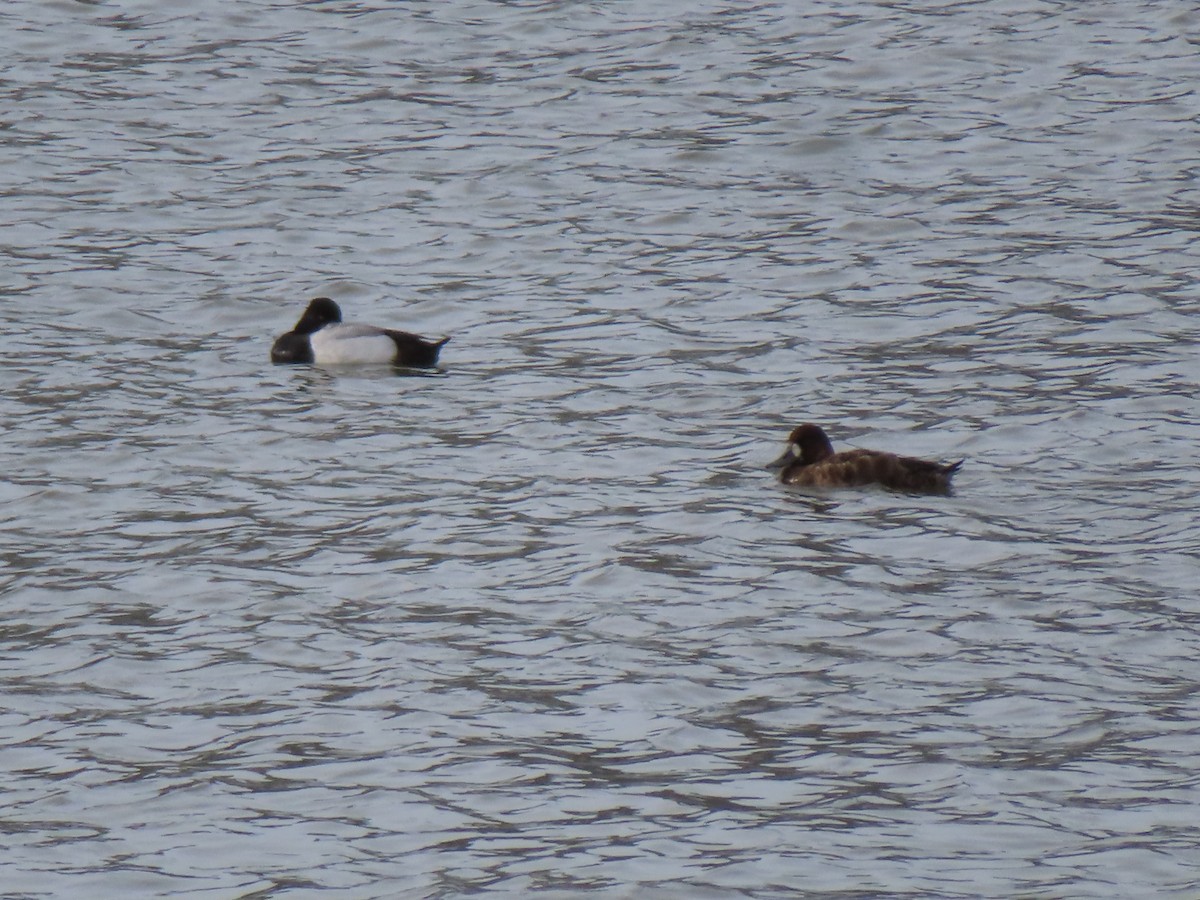 Lesser Scaup - ML617186035