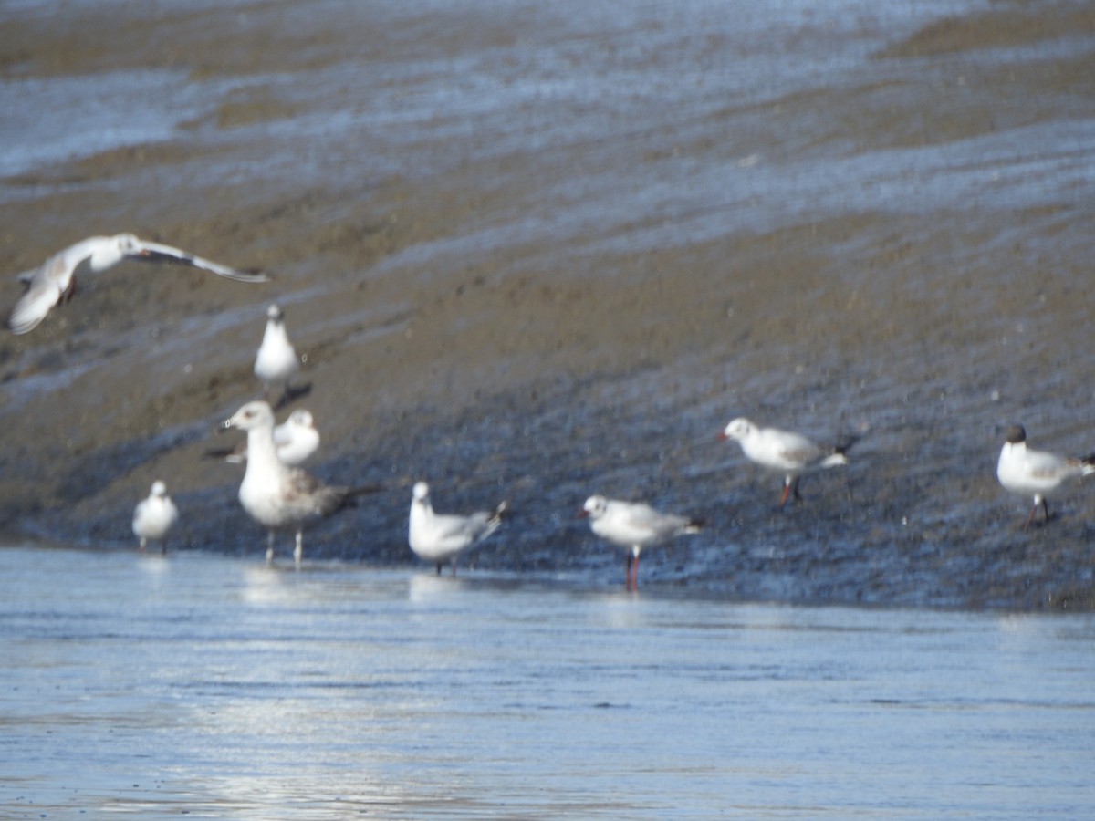 Mouette rieuse - ML617186038