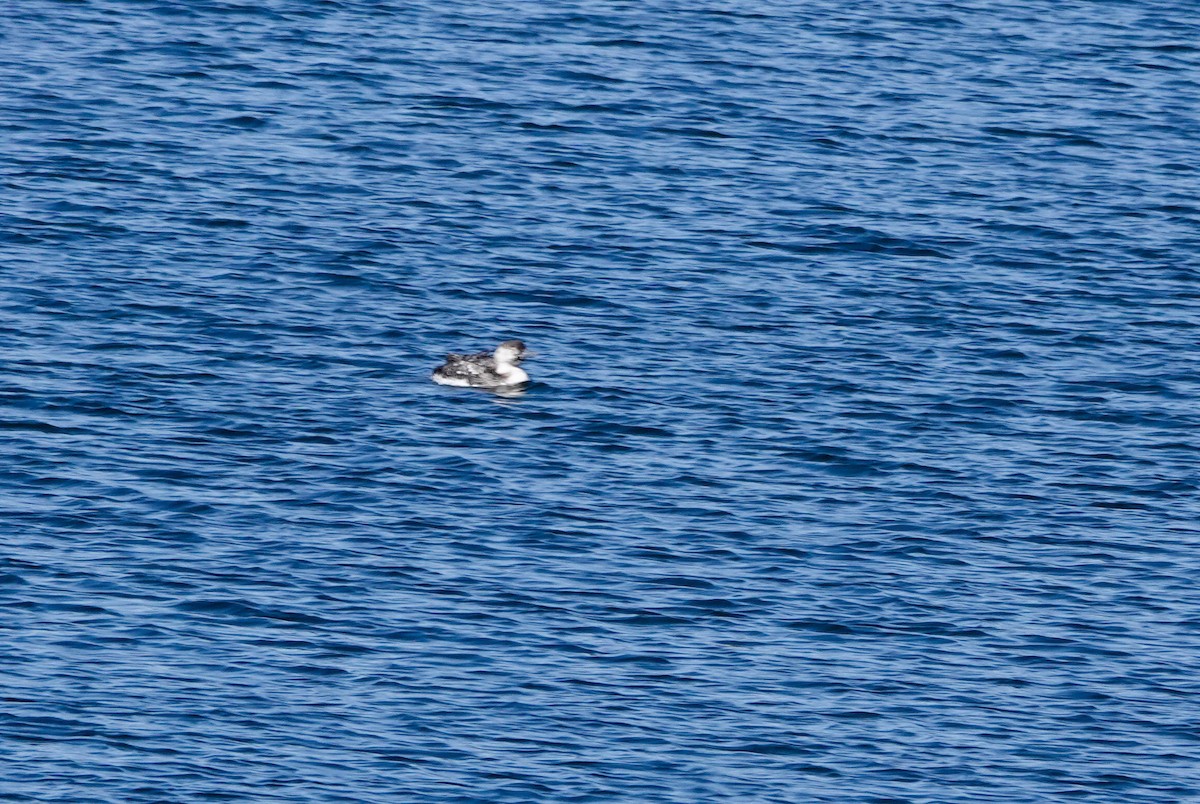 Horned Grebe - ML617186043