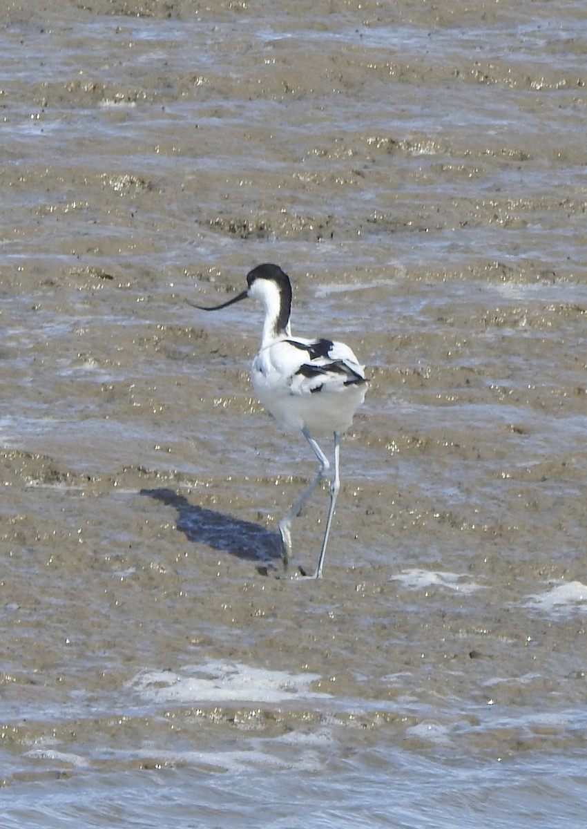 Pied Avocet - Dan Stoker