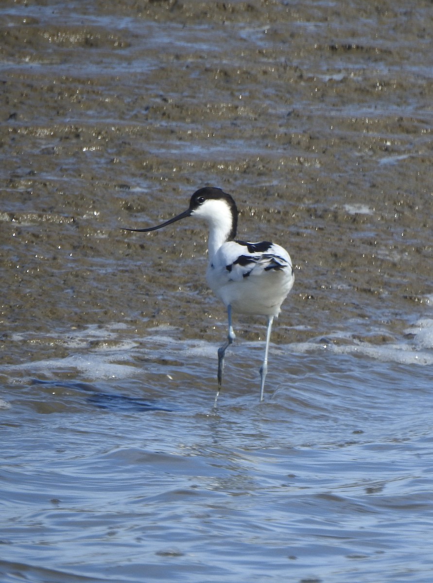 Avocette élégante - ML617186060