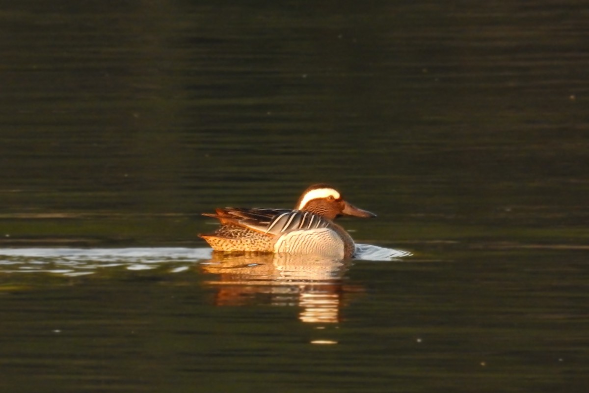 Garganey - ML617186082