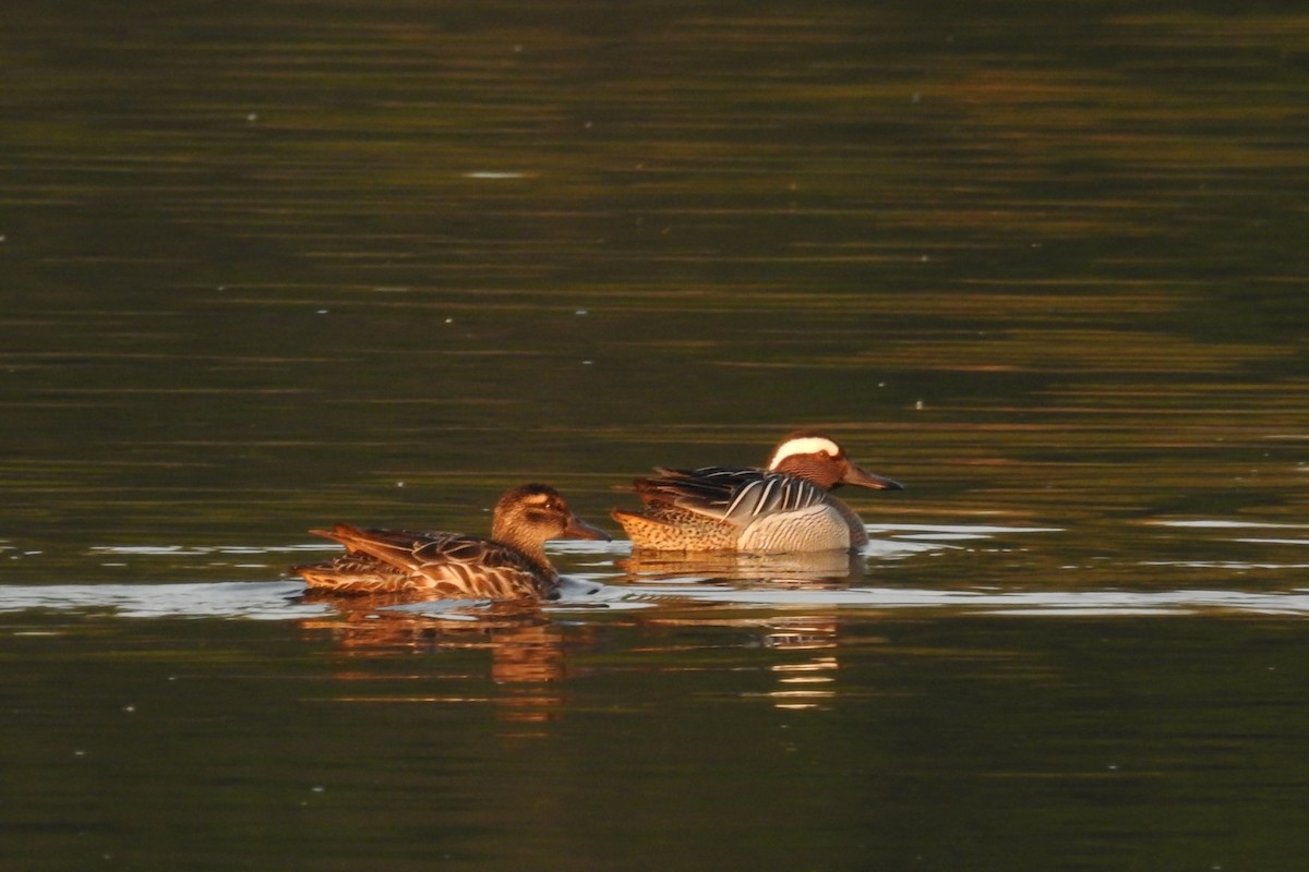 Garganey - David Kuster