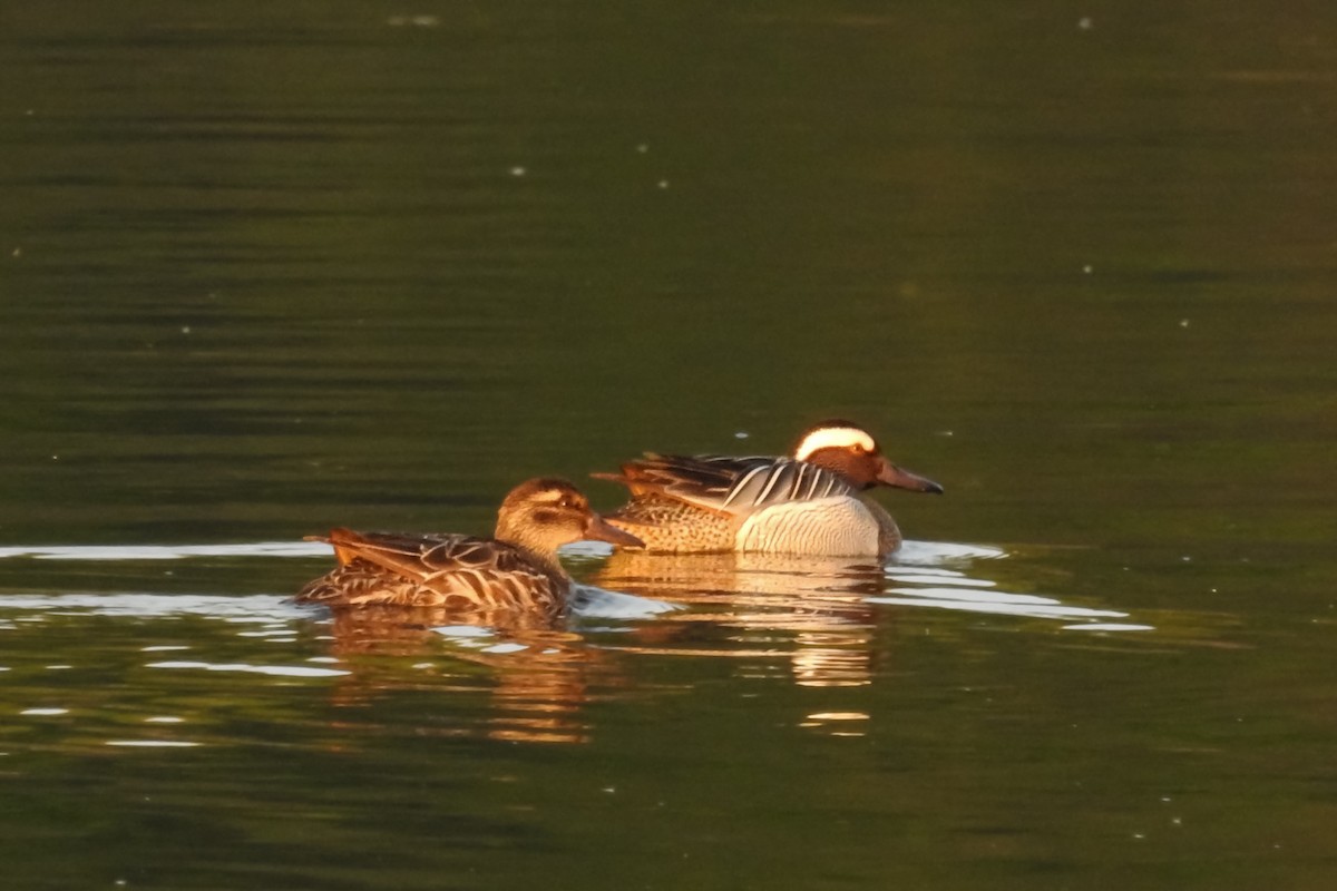 Garganey - ML617186105