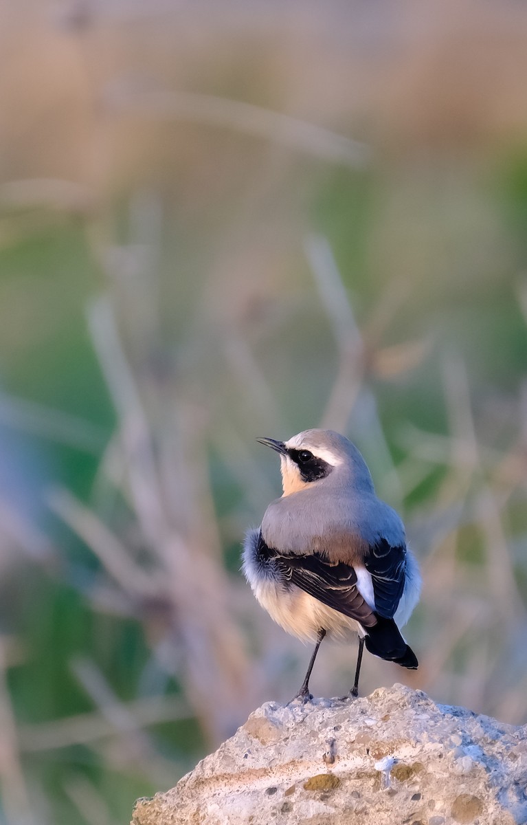 Northern Wheatear - ML617186126