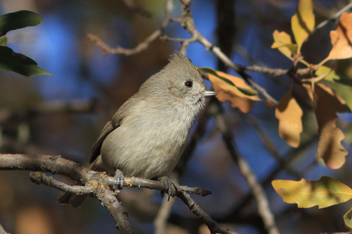 Oak Titmouse - ML617186142