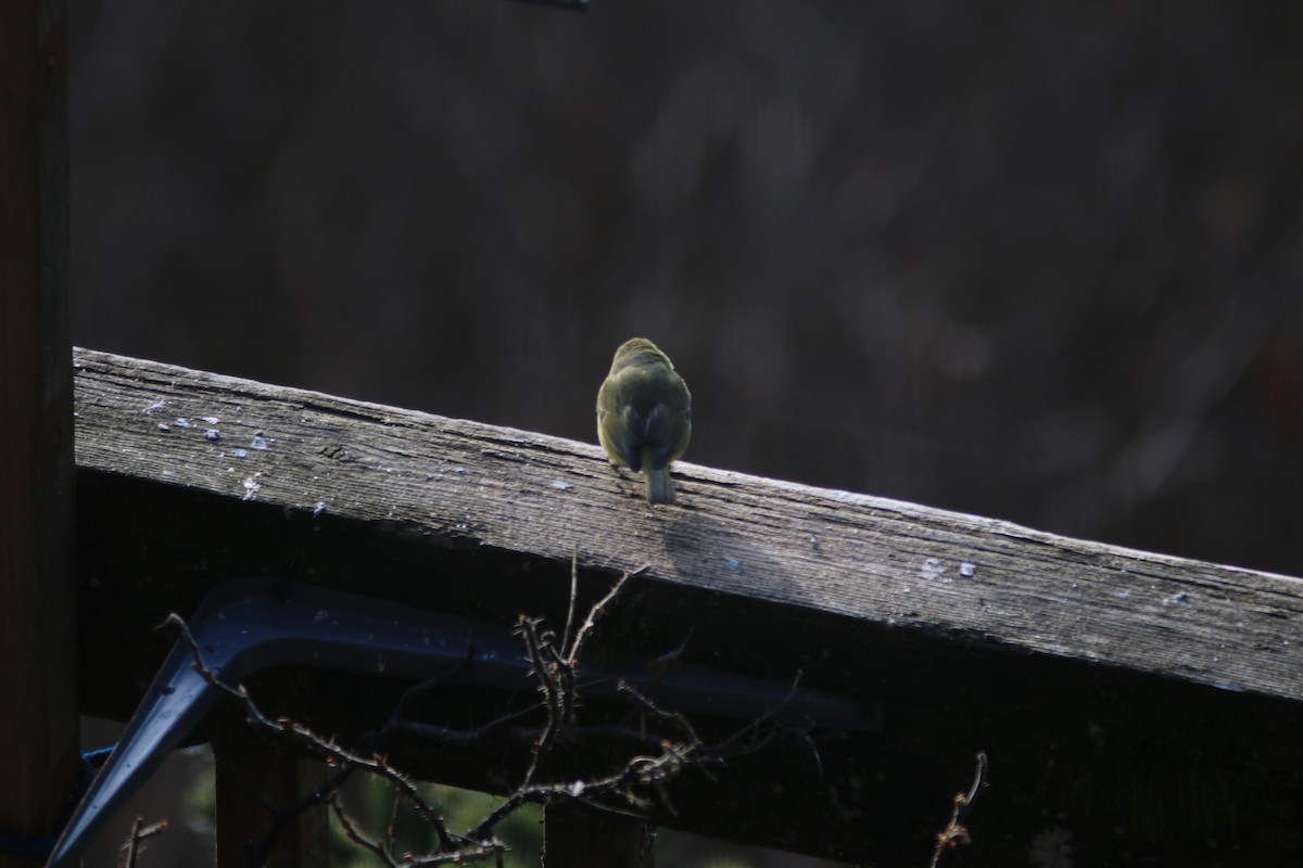 Orange-crowned Warbler - ML617186162