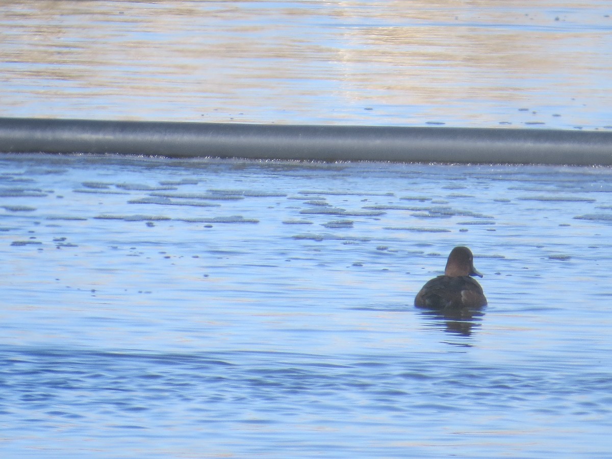 Lesser Scaup - ML617186169