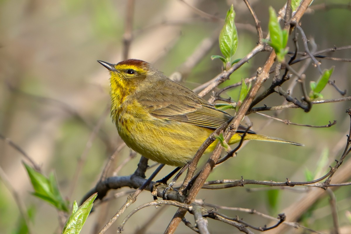 Palm Warbler - ML617186205