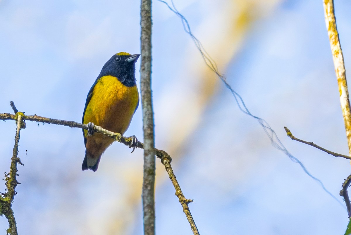 Fulvous-vented Euphonia - ML617186224