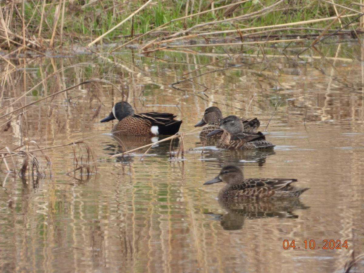 Blue-winged Teal - Pamela Fisher