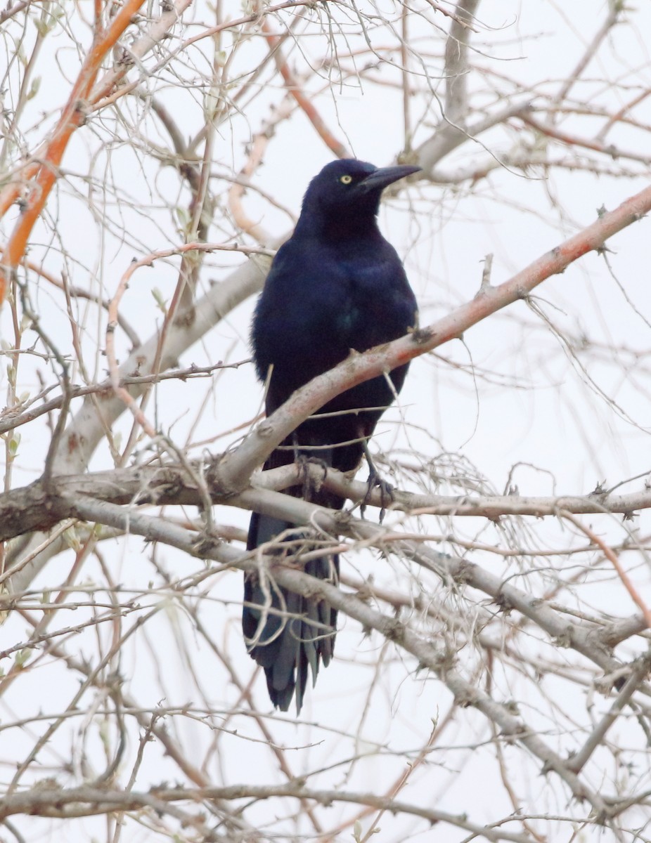 Great-tailed Grackle - ML617186342