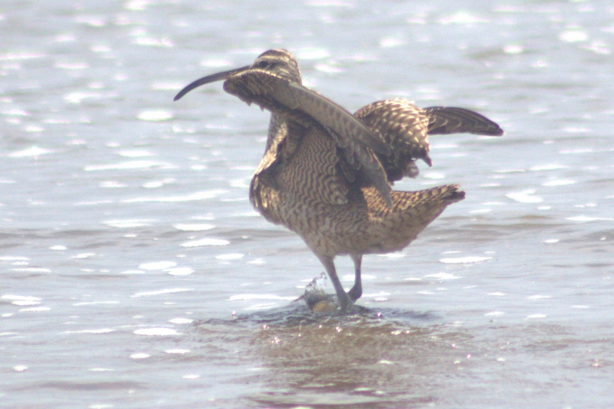 Whimbrel - Iyok Madriz Guevara