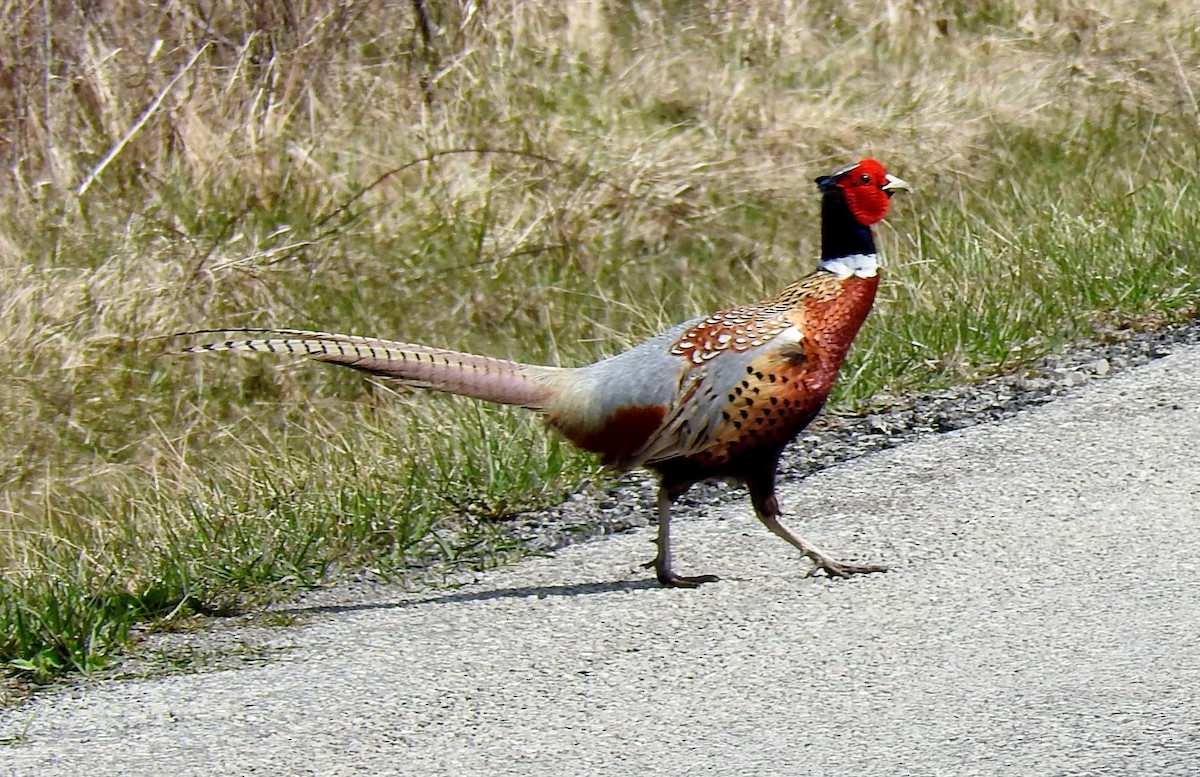 Ring-necked Pheasant - Kayo Roy