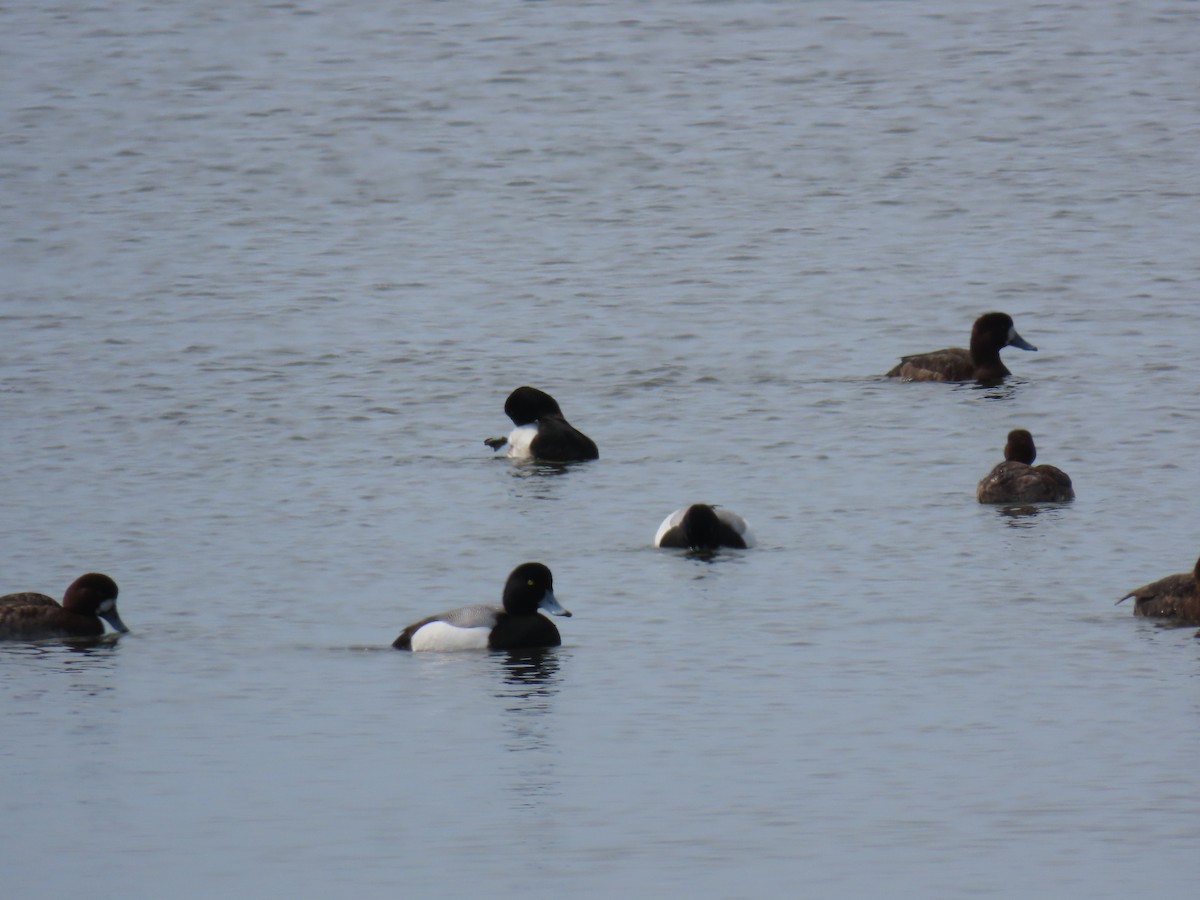 Greater Scaup - ML617186419
