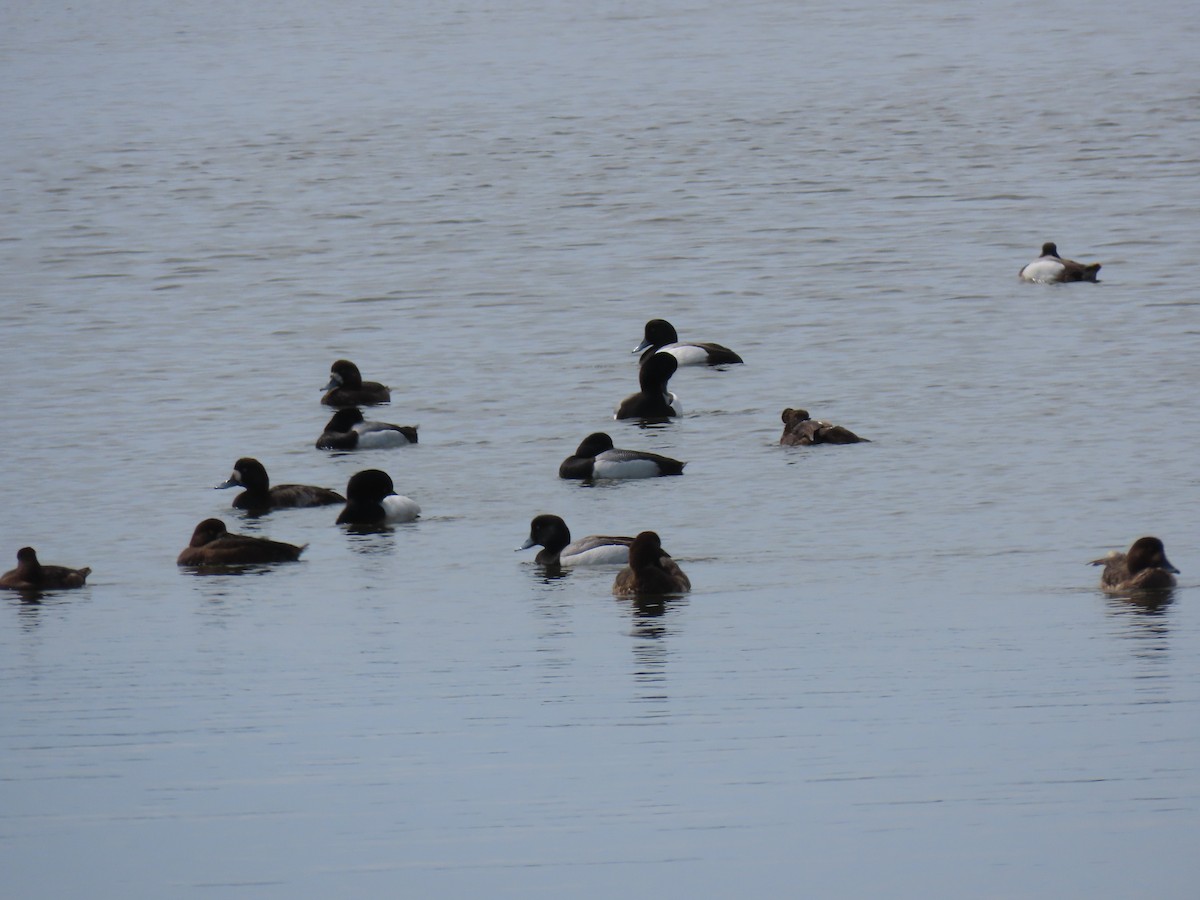 Greater Scaup - ML617186420
