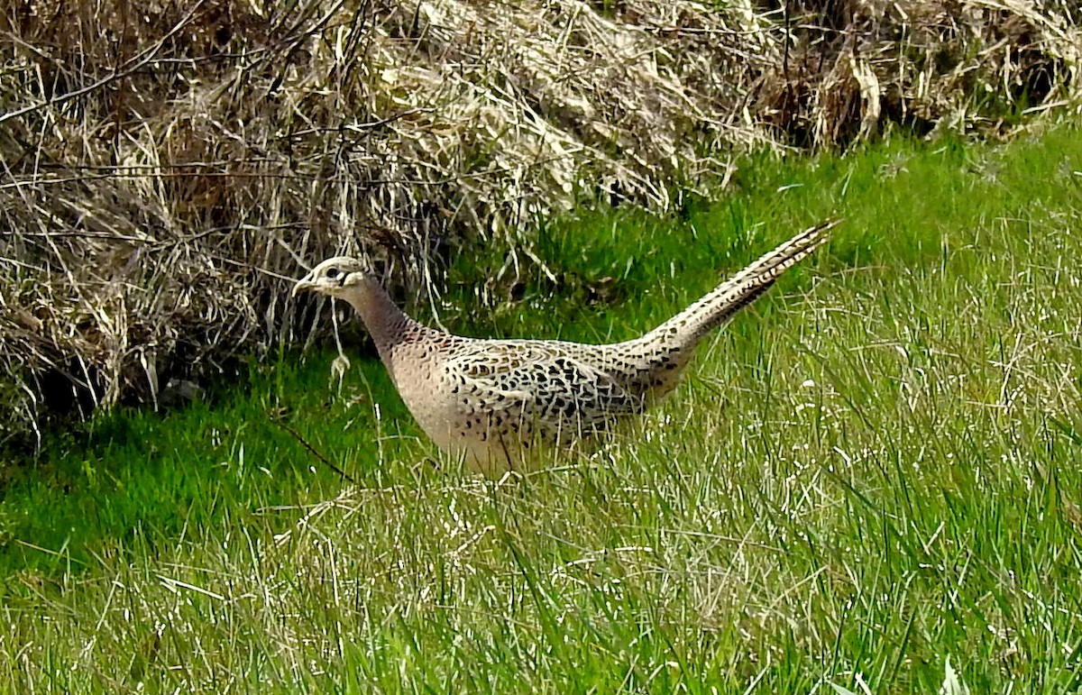 Ring-necked Pheasant - ML617186421