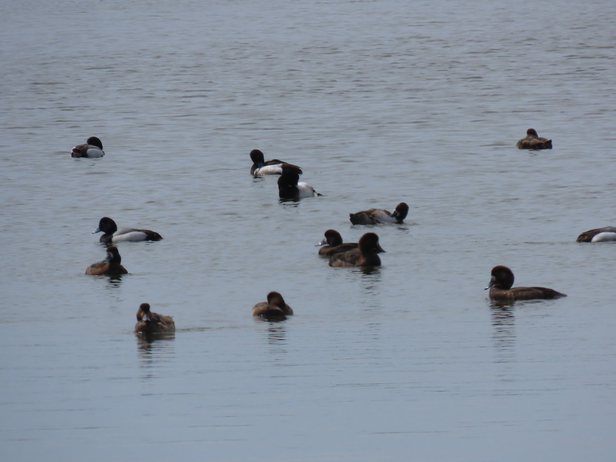 Greater Scaup - ML617186422