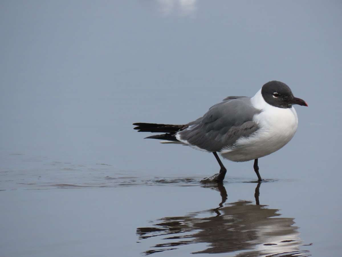 Gaviota Guanaguanare - ML617186438