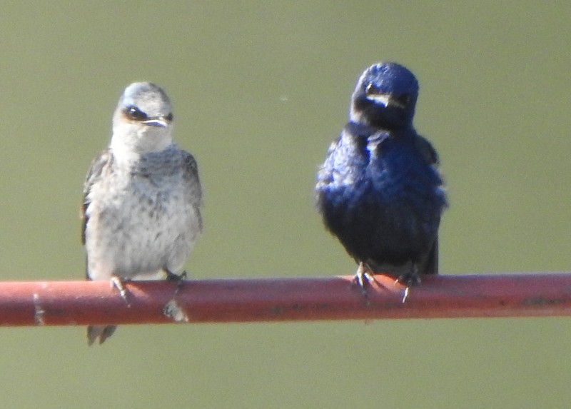 Purple Martin - Andy Frank