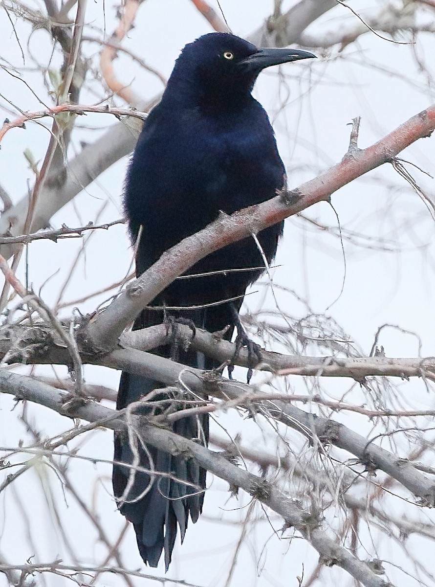 Great-tailed Grackle - ML617186485