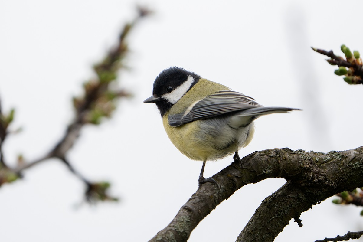 Great Tit - ML617186505