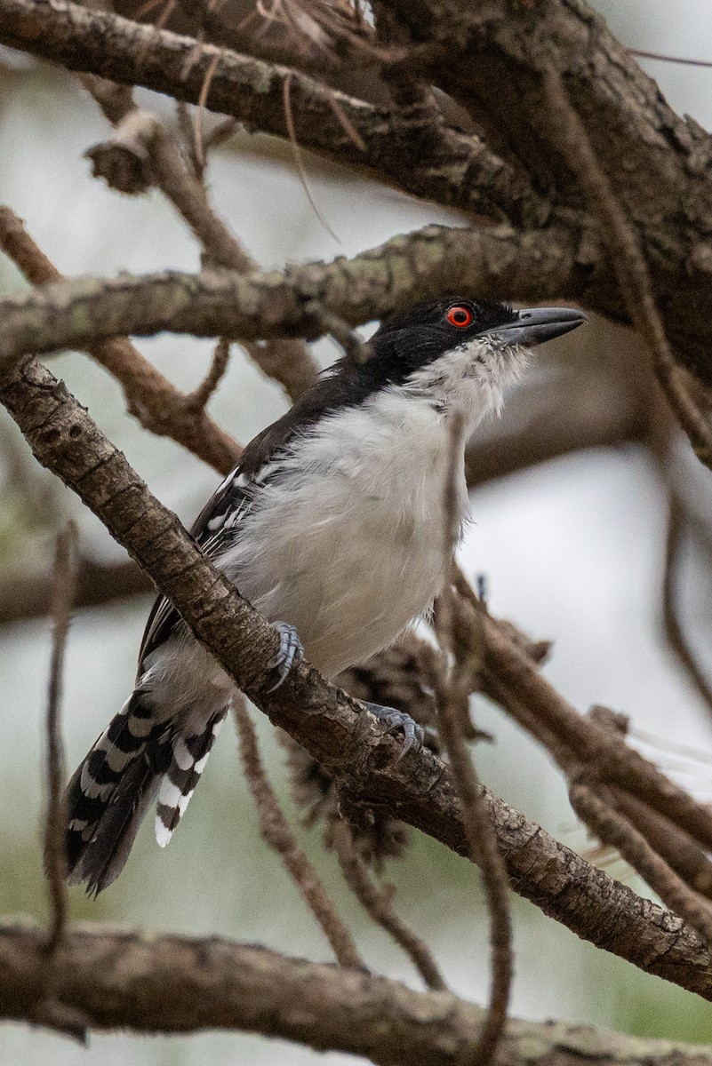 Great Antshrike - ML617186541