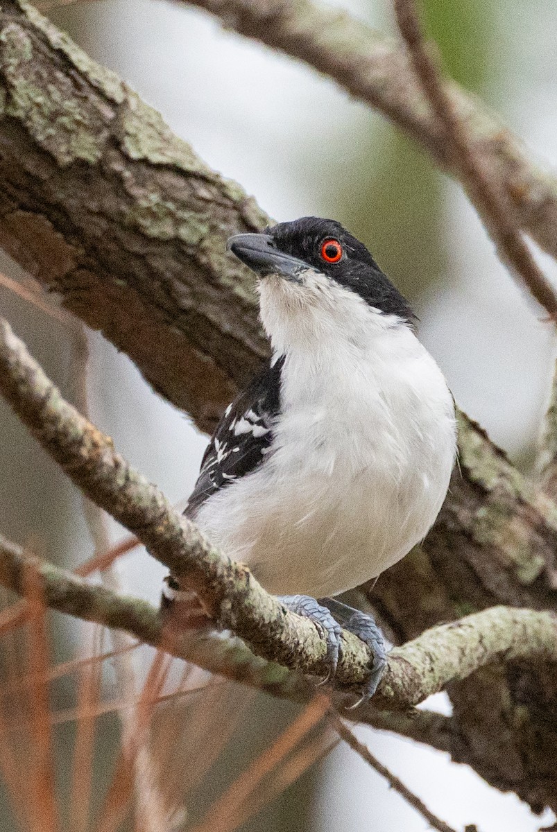 Great Antshrike - Lutz Duerselen